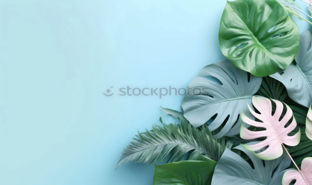 Similar – Tropical Summer Holiday Background