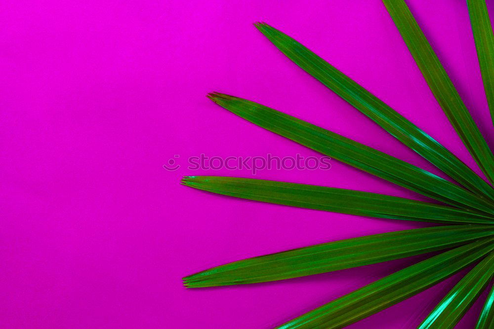 palm tree on purple background