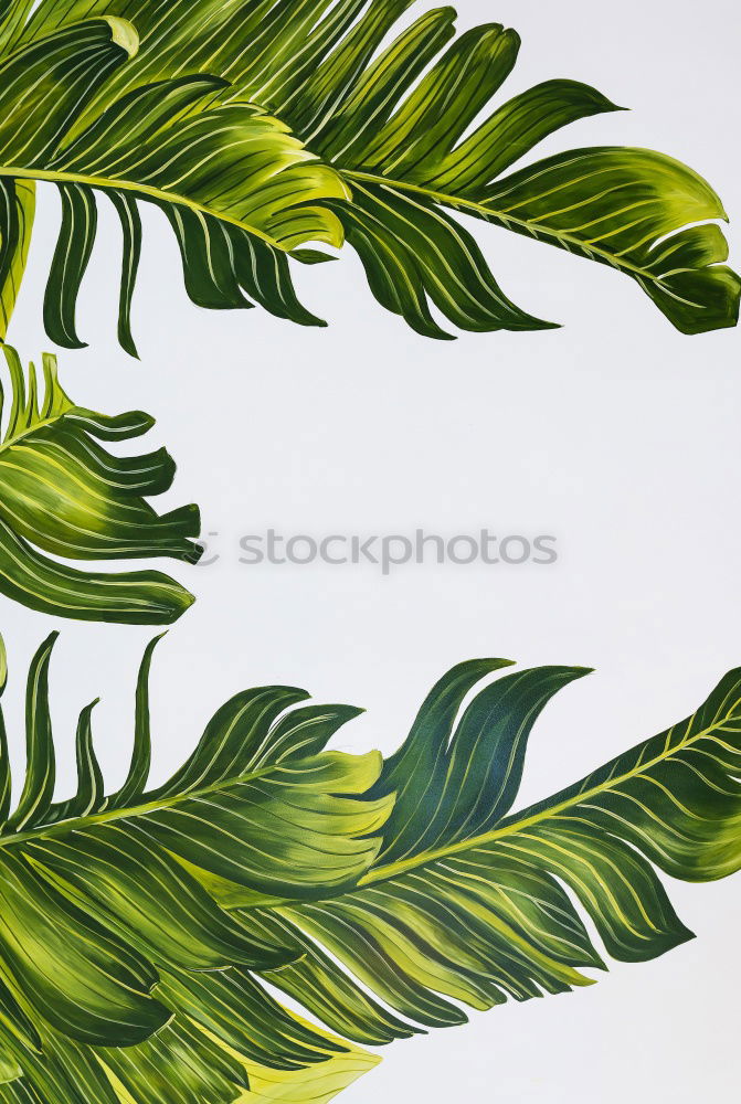 Image, Stock Photo Creative layout made of green leaves