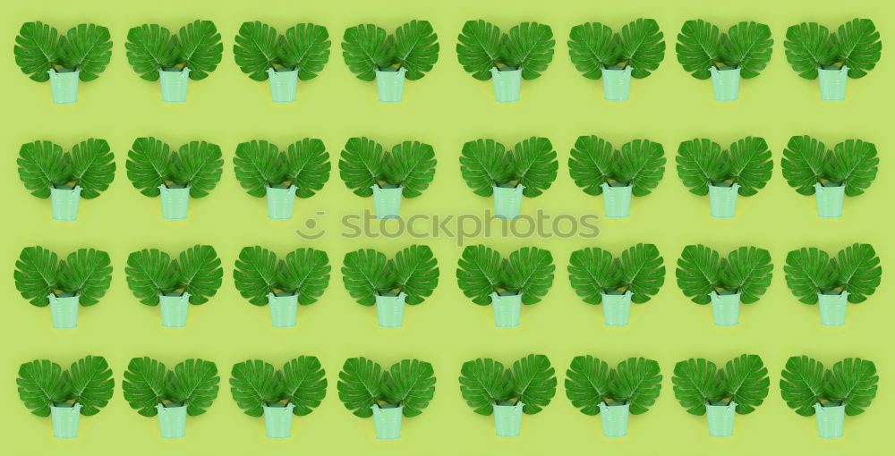 Image, Stock Photo Cactus pattern Design