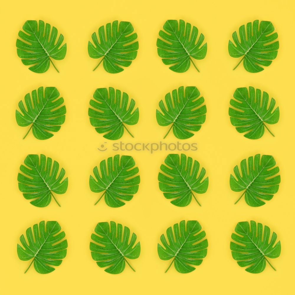 Image, Stock Photo Creative layout made of green leaves. Flat lay. Nature concept