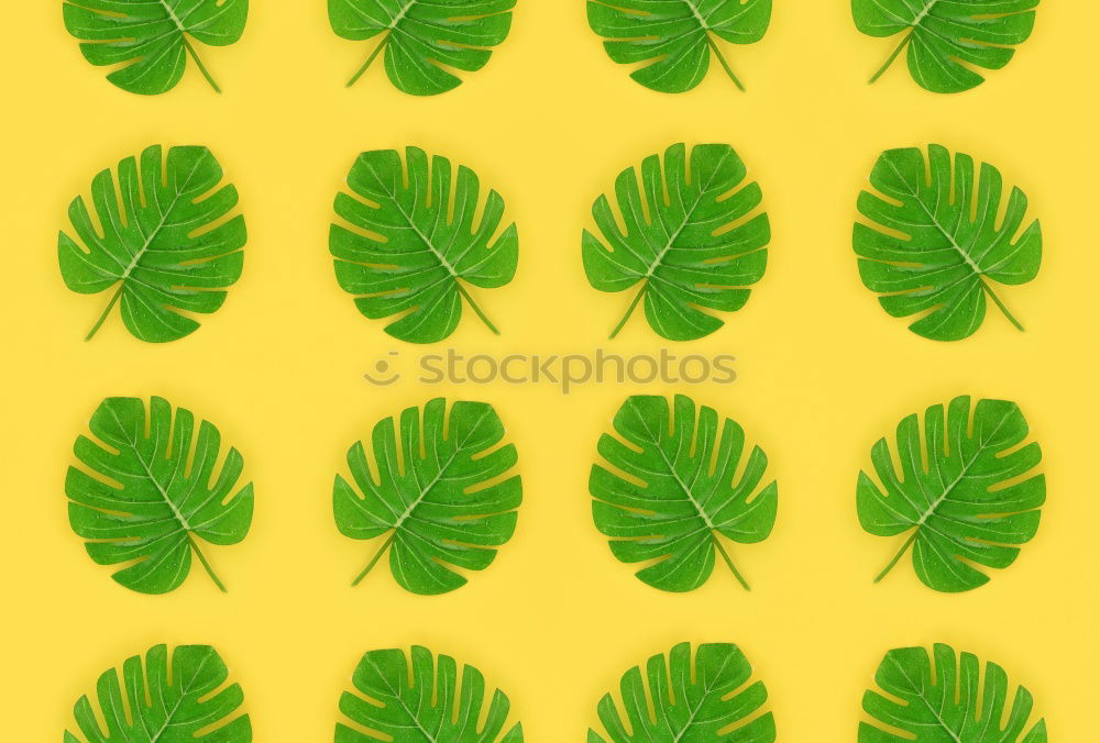 Similar – Image, Stock Photo Creative layout made of green leaves. Flat lay. Nature concept