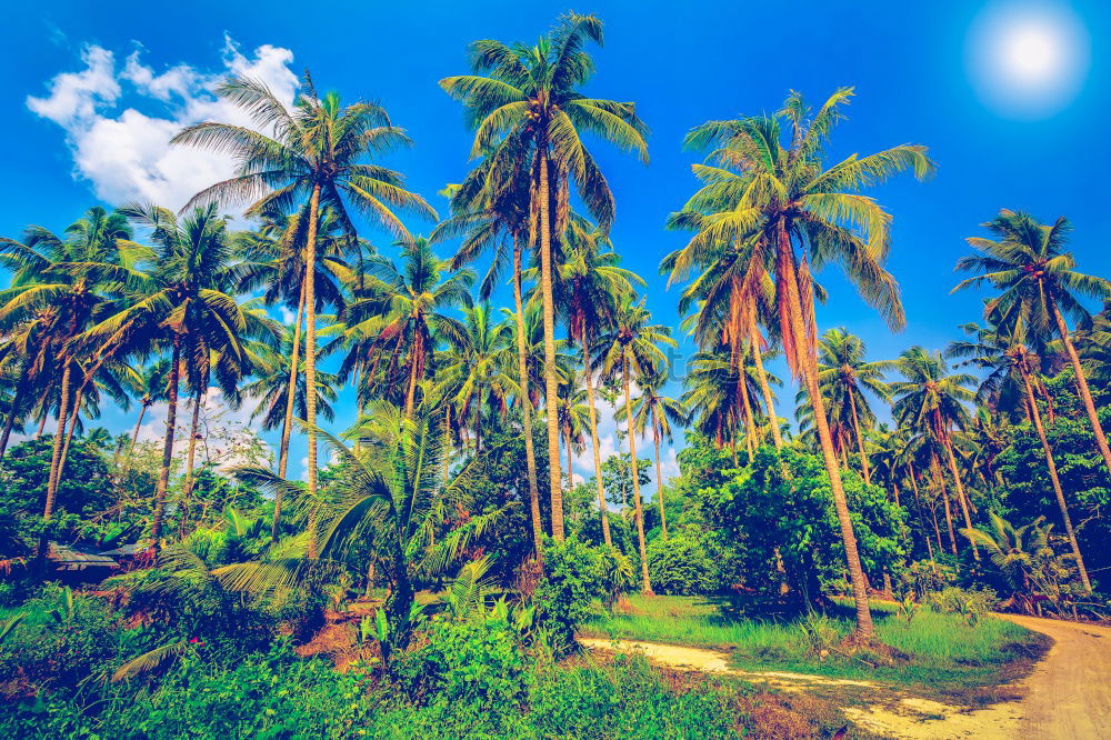 Similar – Image, Stock Photo Endless summer (India)