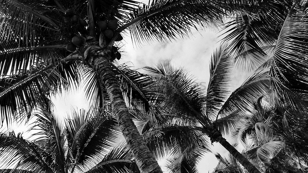 Similar – stormy Palm tree Gale