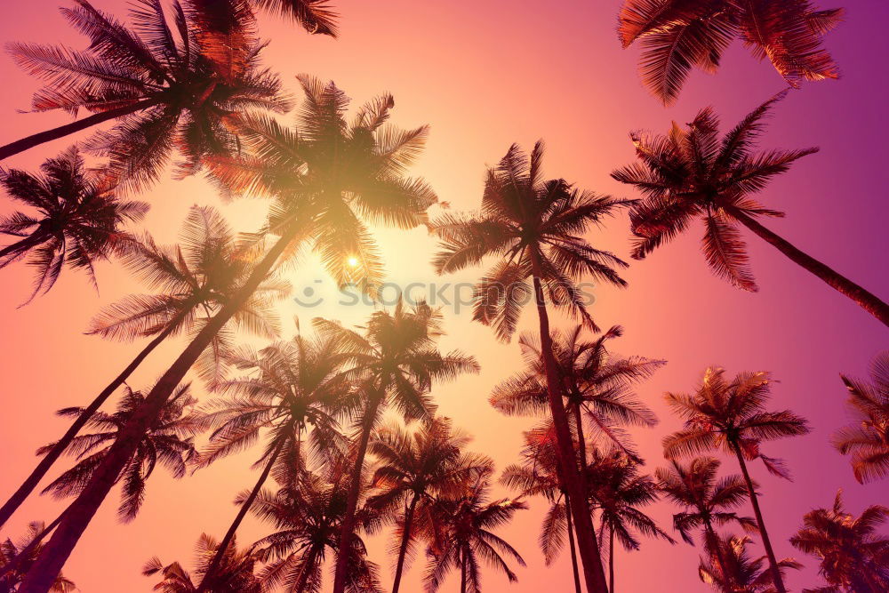 Similar – Image, Stock Photo Palm in neon retro colours