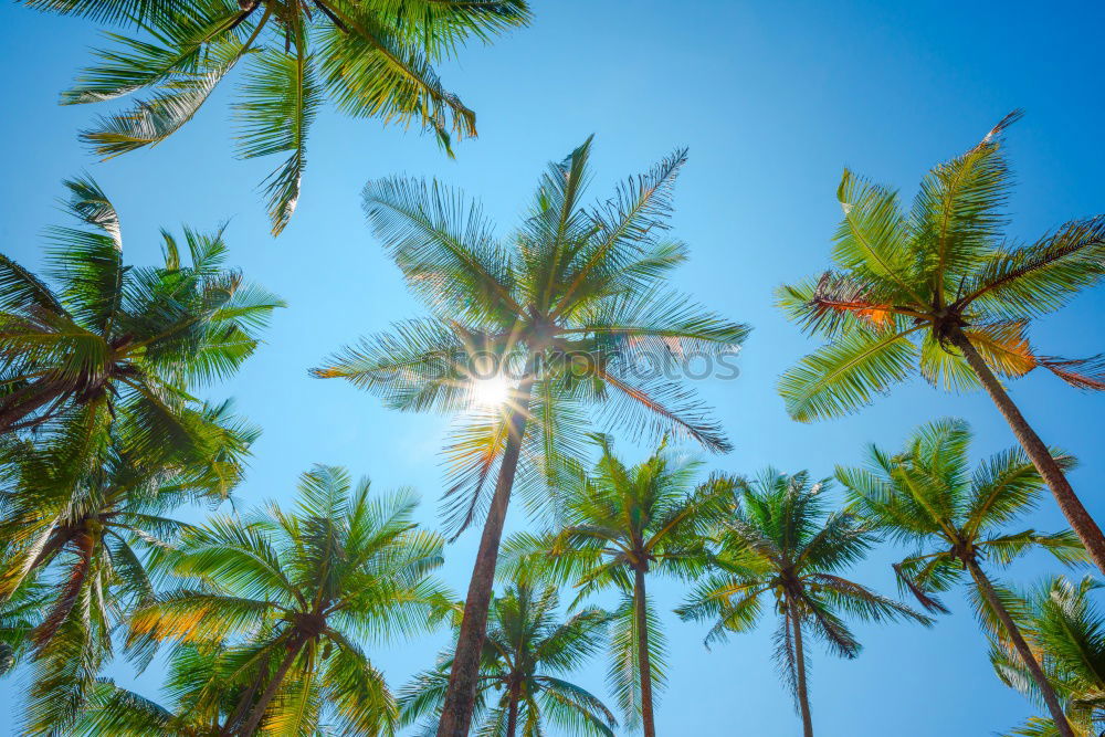 Image, Stock Photo Palm tree in Mex