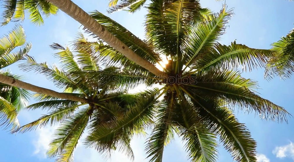 Similar – palm climber Palm tree