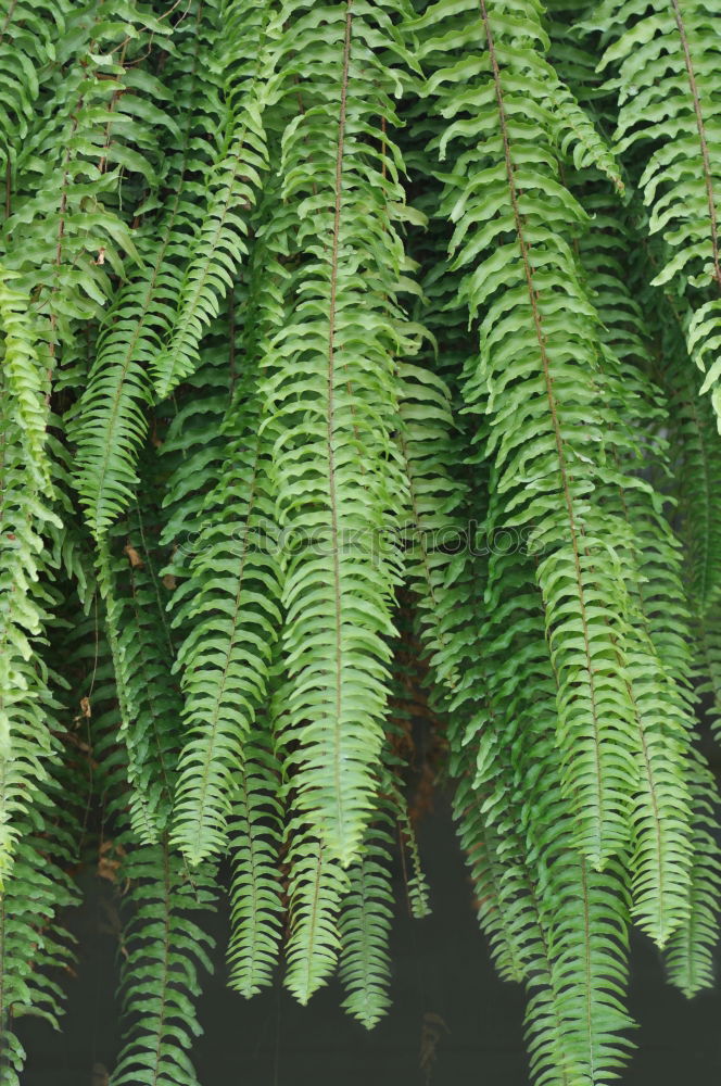 Similar – Image, Stock Photo fresh green fern leaf grows on a wooden bridge