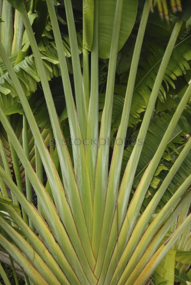 Similar – Image, Stock Photo agave Spring Agave Blossom