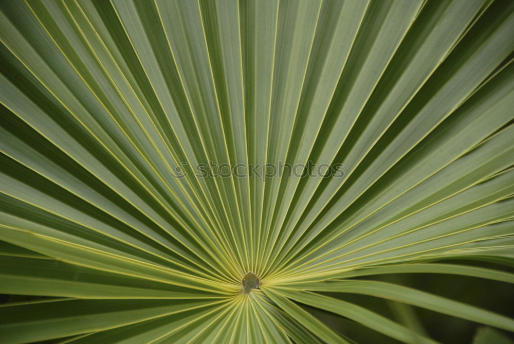 Similar – porcupine ;) Cone Green