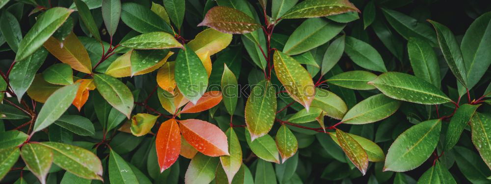 Similar – Image, Stock Photo Red-green October Autumn