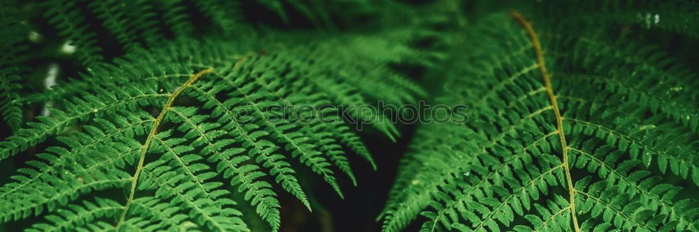 Similar – Fern Pteridopsida Green