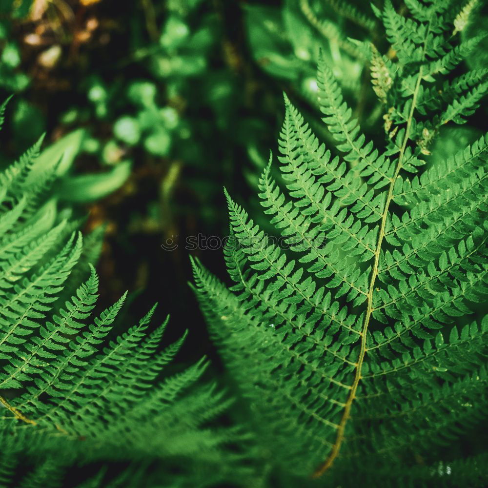 Similar – Fern Pteridopsida Green