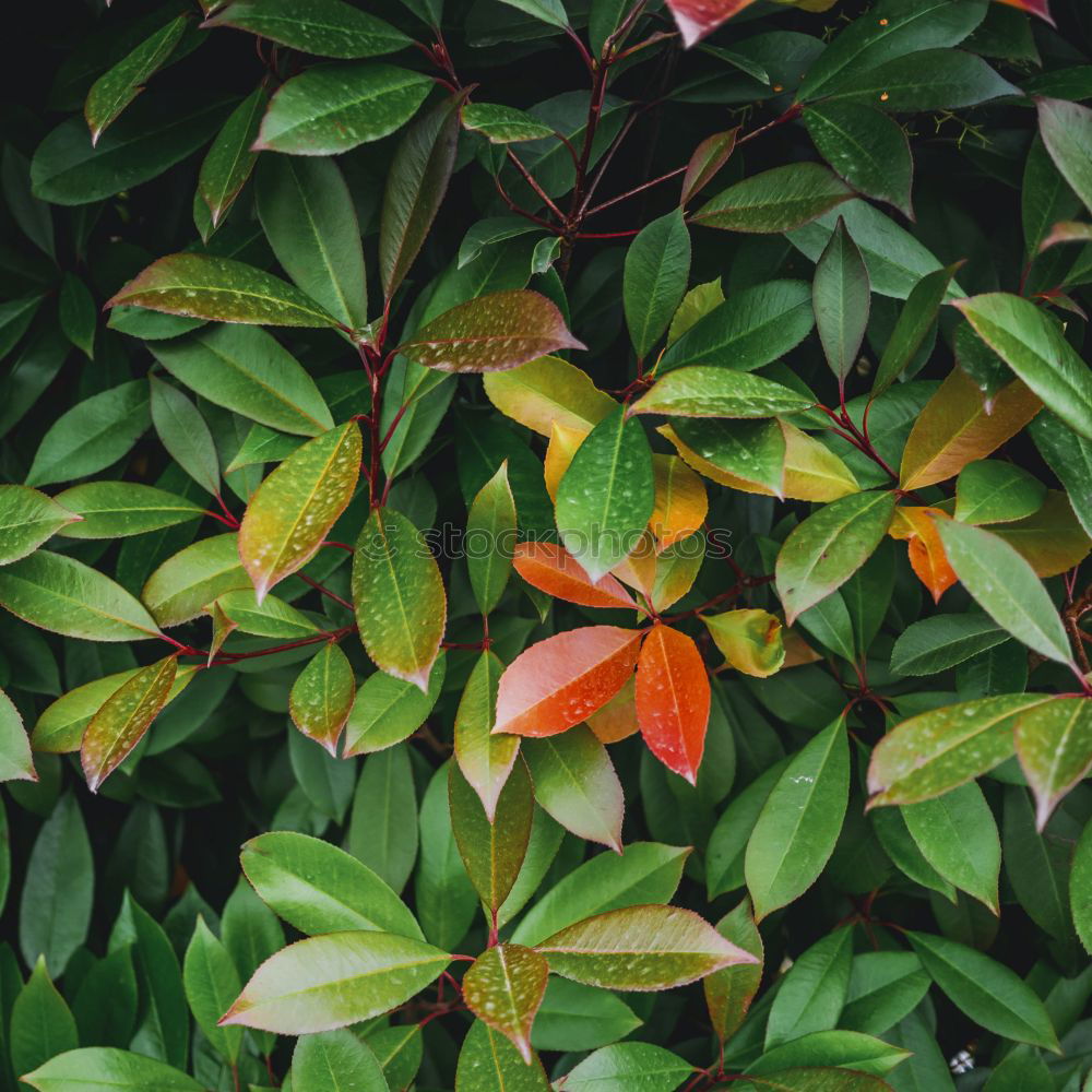 Similar – Image, Stock Photo always green (3) Nature