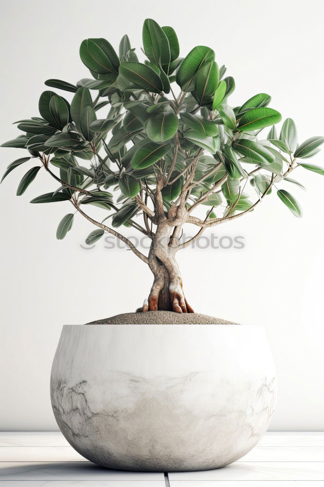 Similar – Image, Stock Photo Ficus Ginseng Bonsai