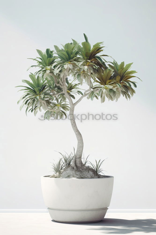 Similar – Image, Stock Photo Ficus Ginseng Bonsai