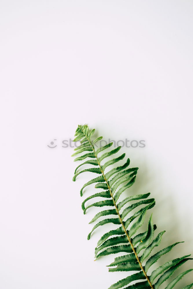 Similar – Image, Stock Photo collection of various conifers and its cones