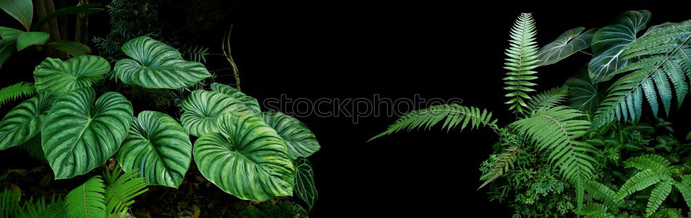 Similar – Image, Stock Photo Cornfield in the afternoon