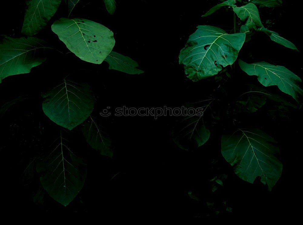 Similar – Foto Bild Weinleuchten Umwelt Natur