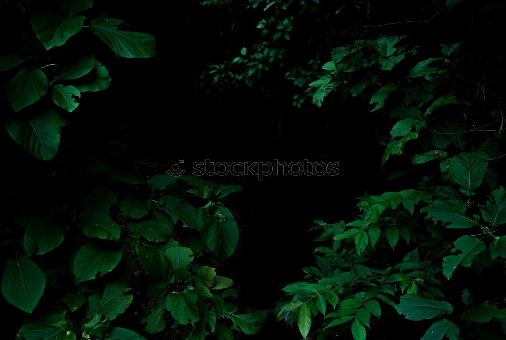 Similar – Foto Bild hidden Pflanze Efeu