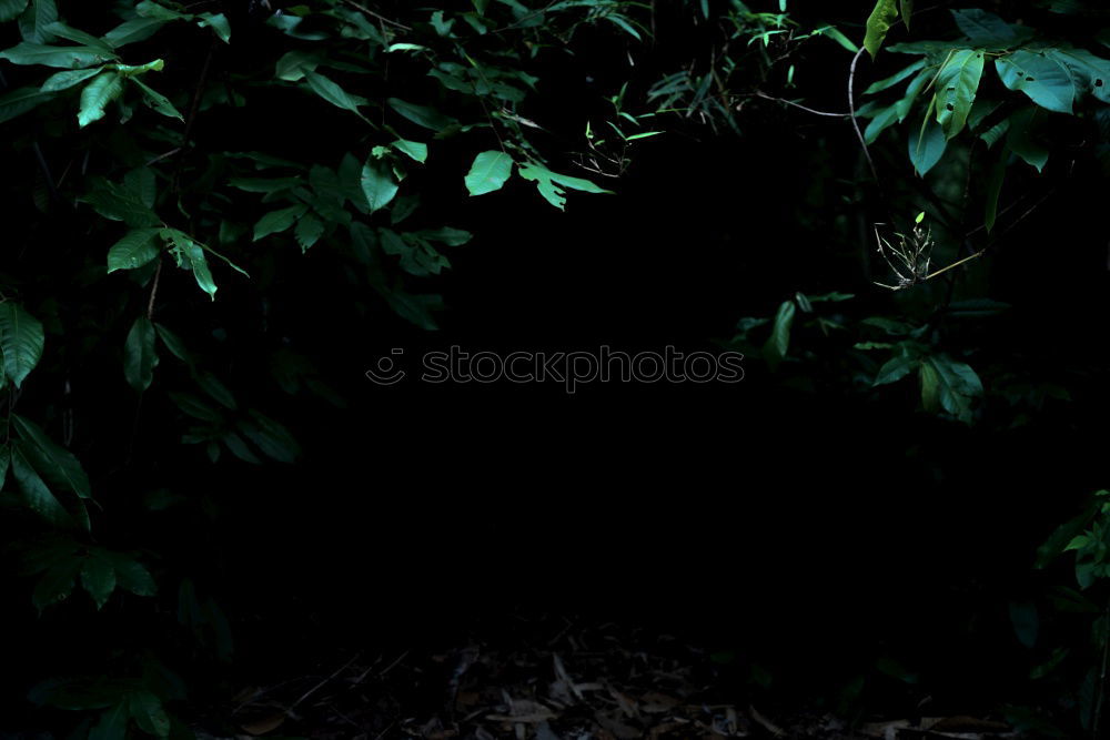 Double exposure, my face in front of the bark of a weeping willow, flash shot