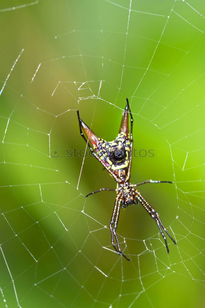 Similar – Image, Stock Photo grey meat fly Fly 2 Animal