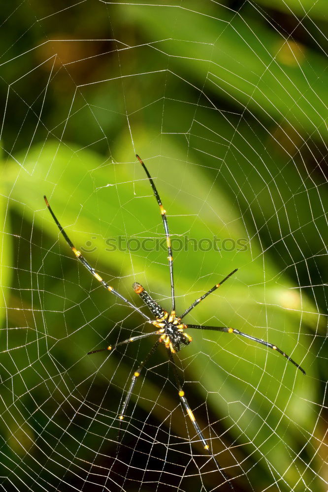 Similar – Image, Stock Photo Bug on the lurk Plant