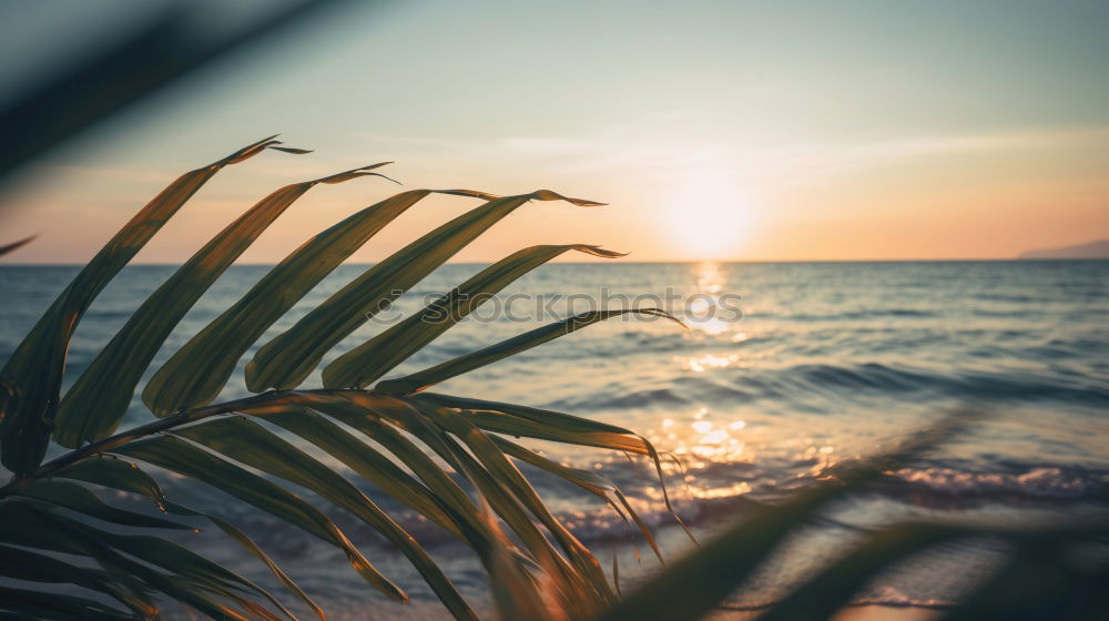 Similar – Olive trees, sea and sunset.