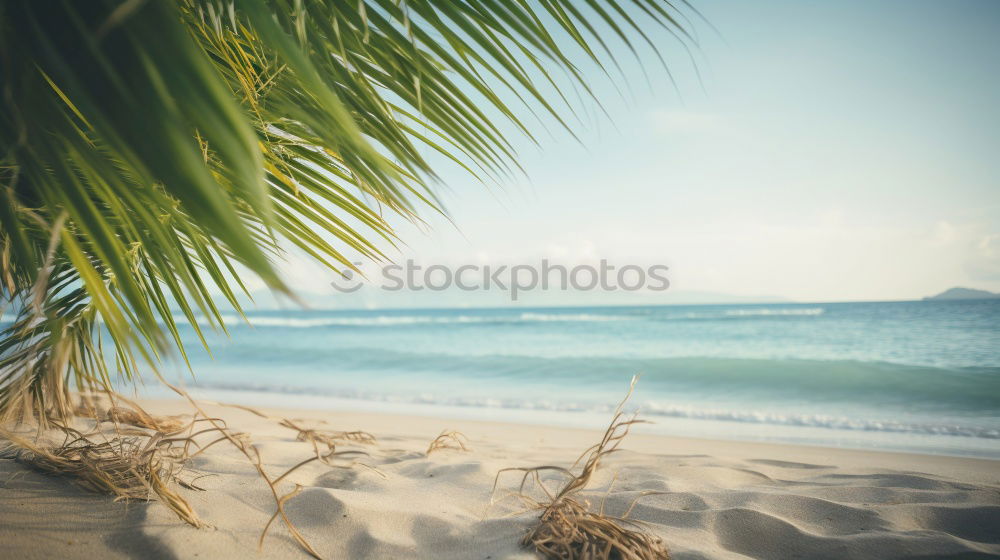 Similar – Schaukel an einem tropischen Strand