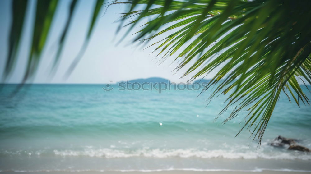 Similar – beach Beach Palm tree