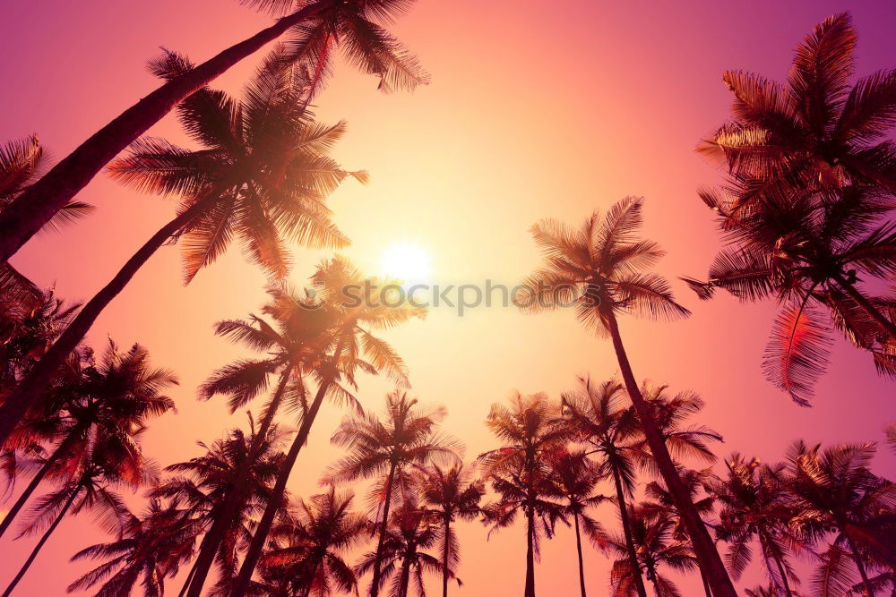 Similar – Image, Stock Photo Palm in neon retro colours