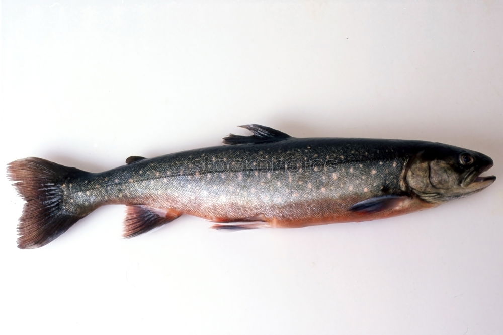 Similar – TROUT FISH Trout Wood