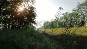 Similar – Image, Stock Photo maize field Green Yellow