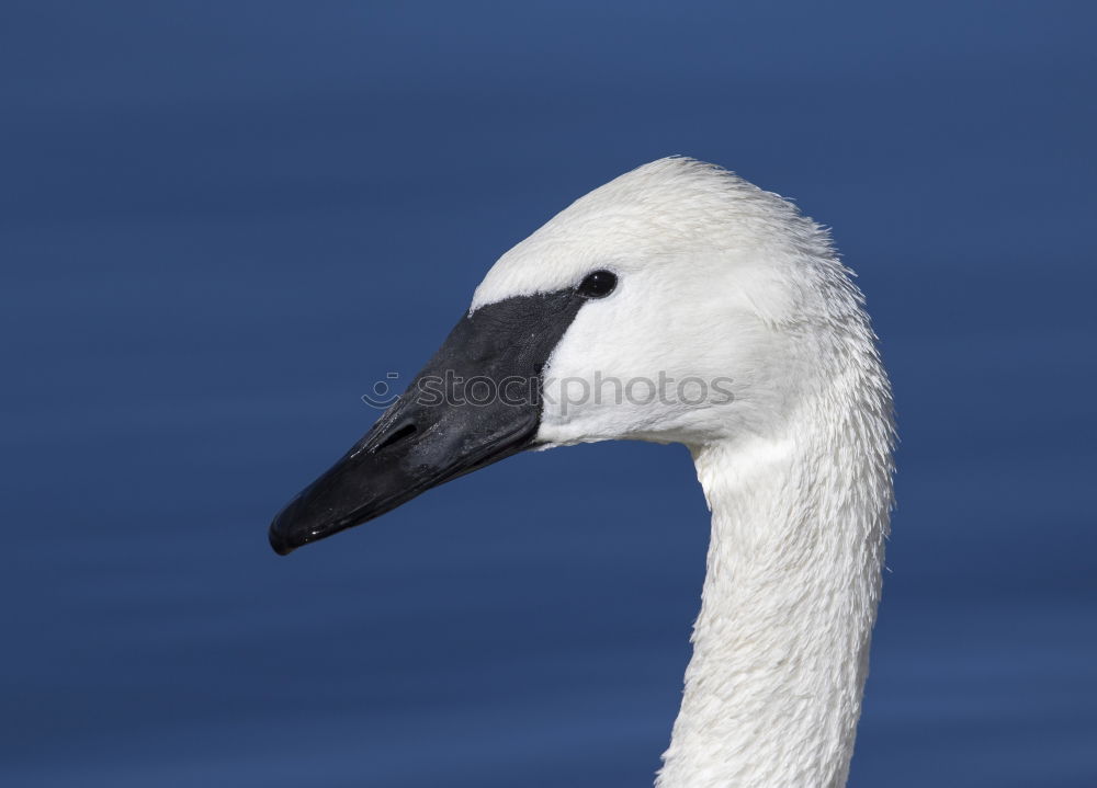 Similar – San Diego Pelican Body