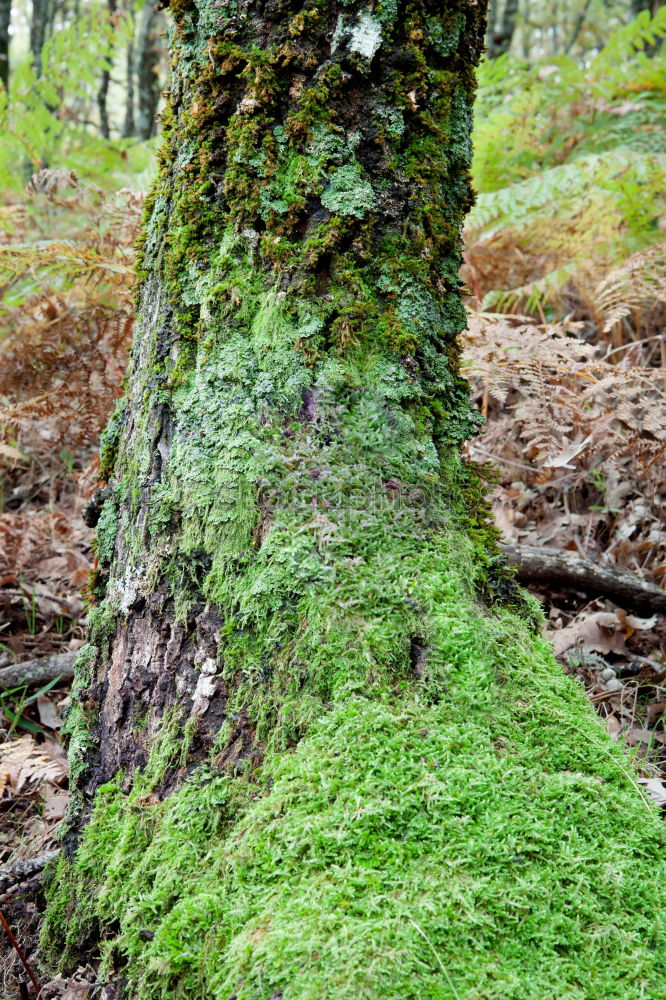 Similar – Image, Stock Photo Forest. Yellow arrow pointing down hangs from a tree with moss. Signpost