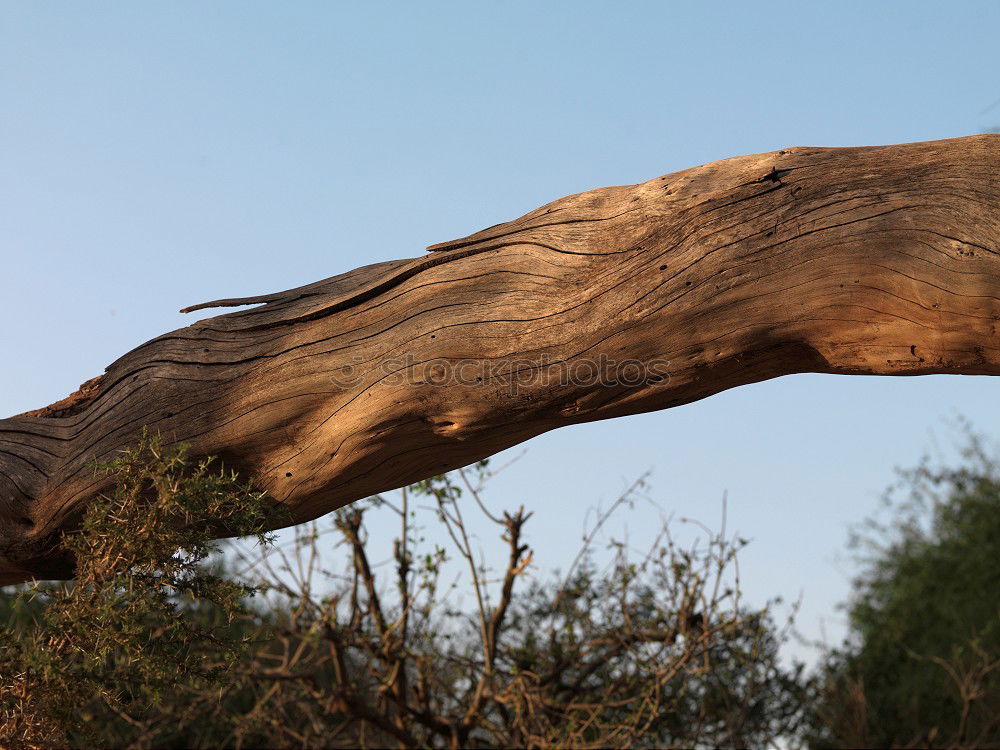 Similar – Image, Stock Photo eating elephant in kruger national park
