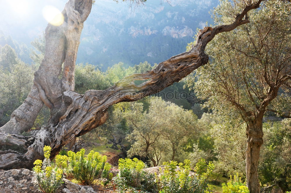 Similar – Image, Stock Photo Sao Chaliang Landscape, Amazing Natural of rock