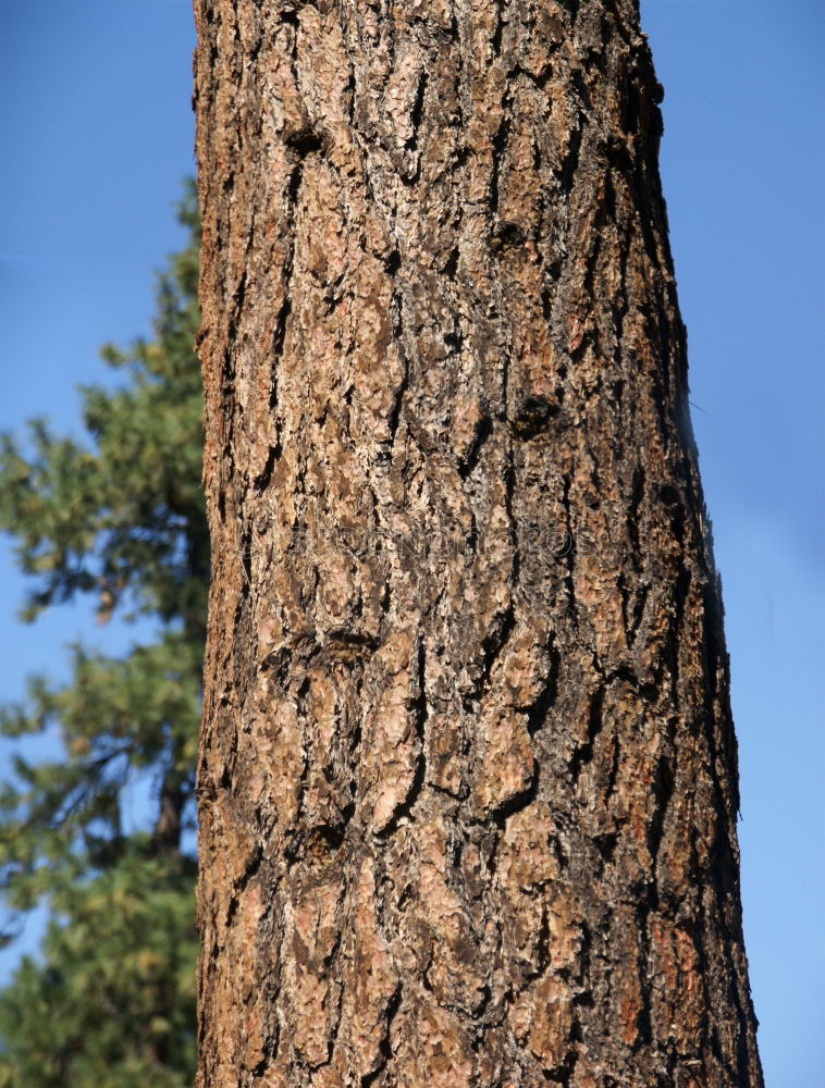 Similar – upward Tree Forest