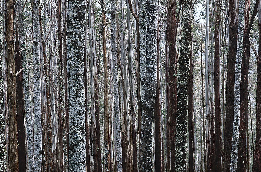 Similar – Foto Bild Vollharz Pflanze Baum Wald