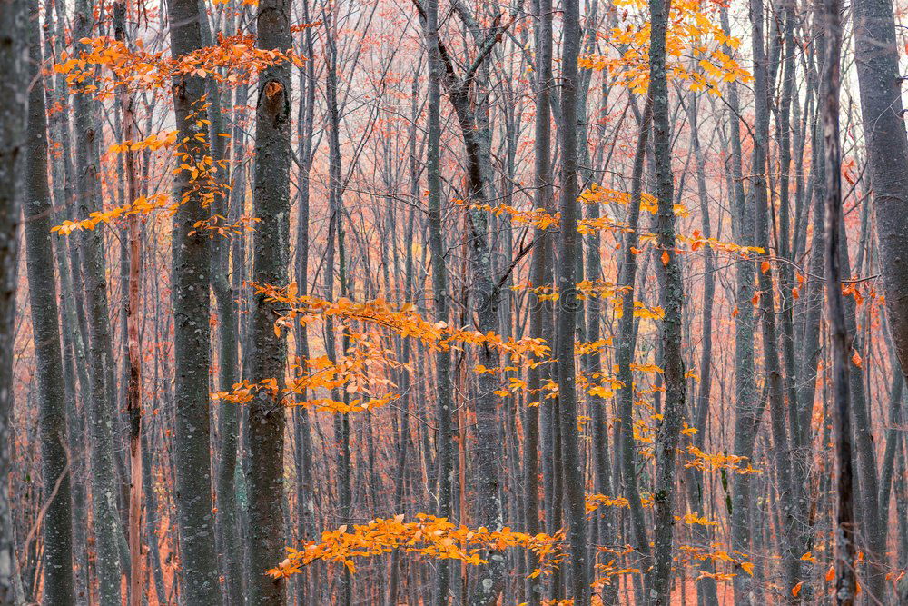 Similar – forest spring Trip Nature