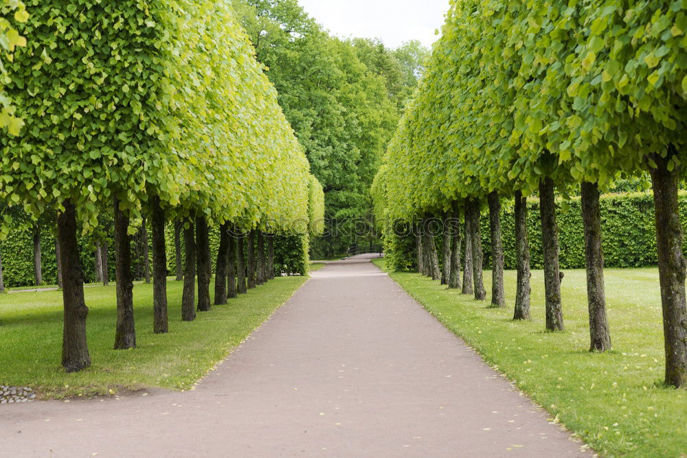 Similar – Foto Bild Scheideweg, ein Weg teilt sich in einem Park