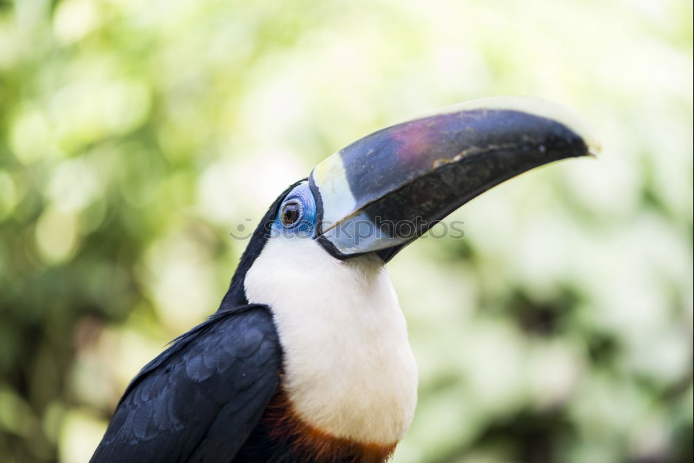 Similar – Image, Stock Photo Scarlett Macaw parrot in Honduras