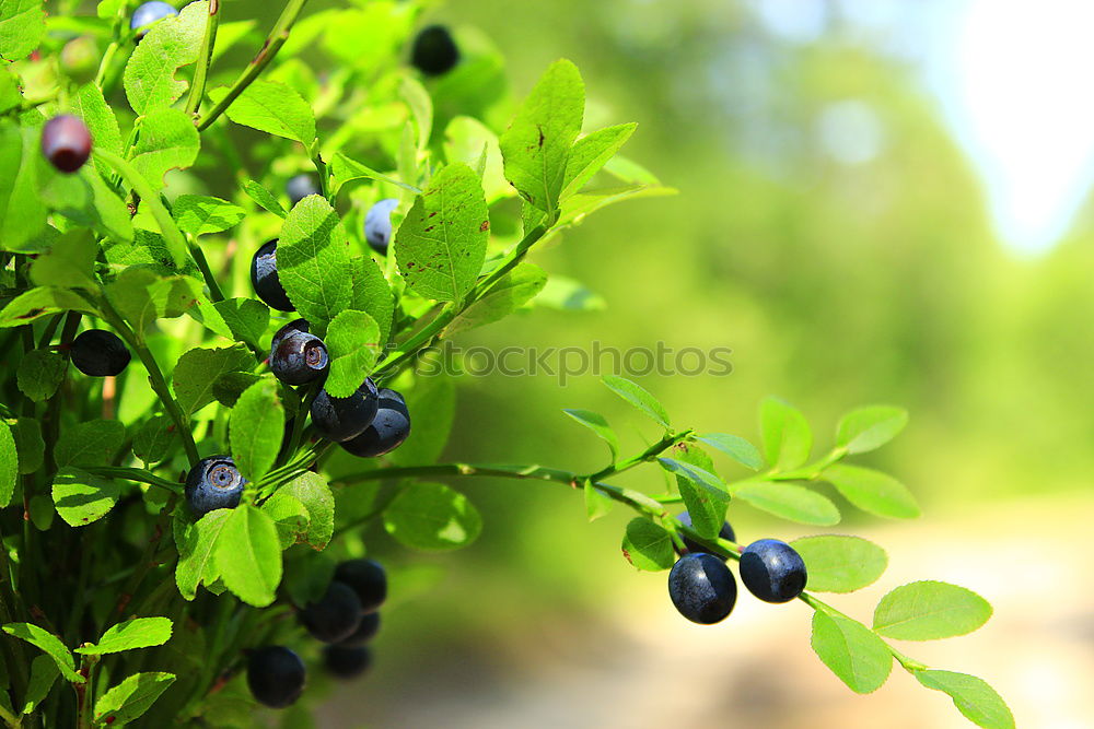 Image, Stock Photo blueberries Food Fruit