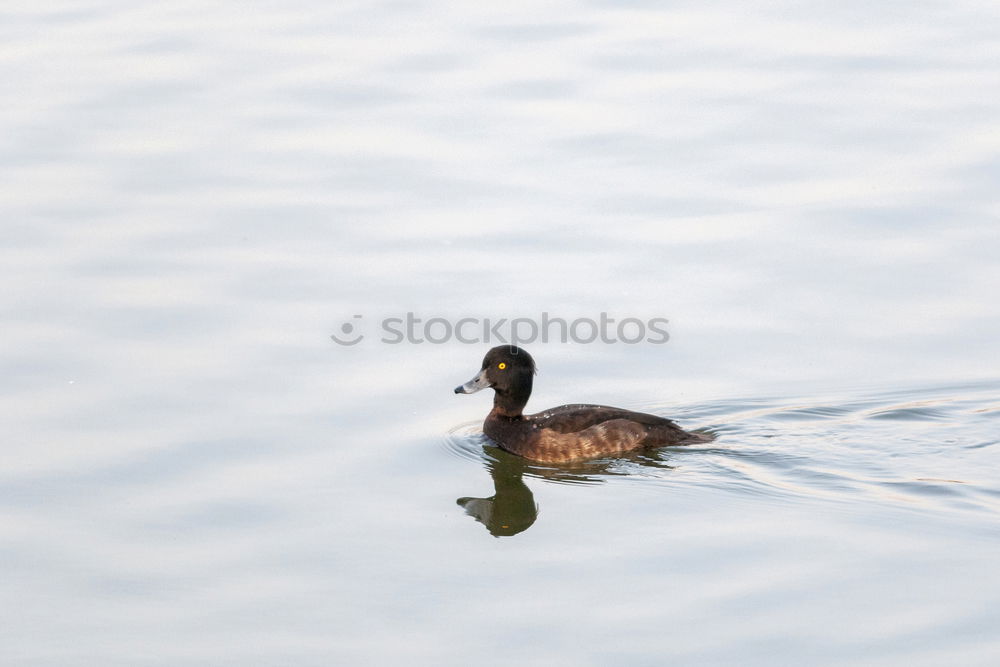 Similar – Halbe Ente Wasser Teich