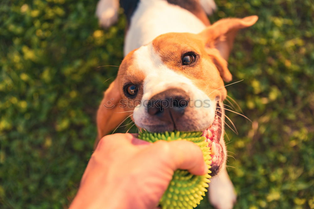 Similar – Image, Stock Photo woman giving watermelon to her dog in the garden