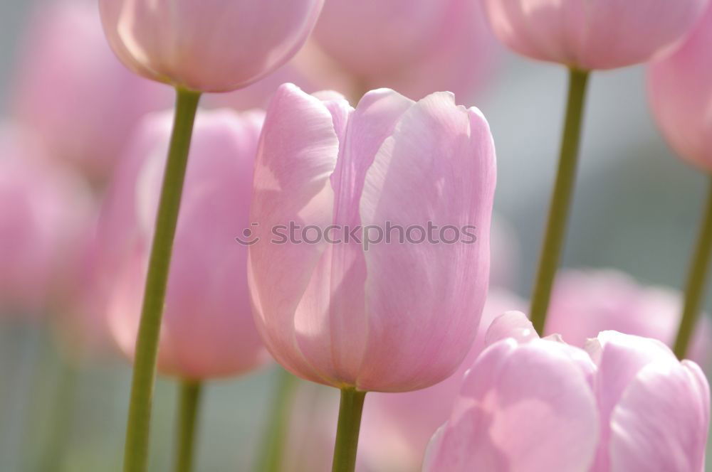 Similar – Image, Stock Photo Snowberry; Scarlet Pearl,