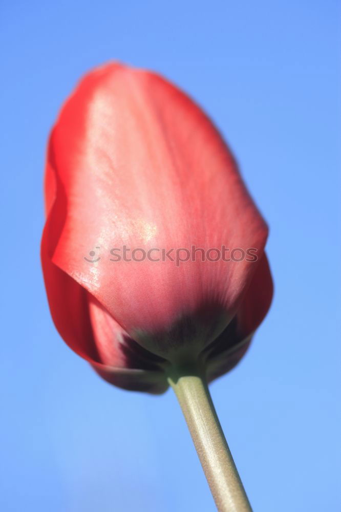 Similar – Image, Stock Photo Poppy with blue sky Summer