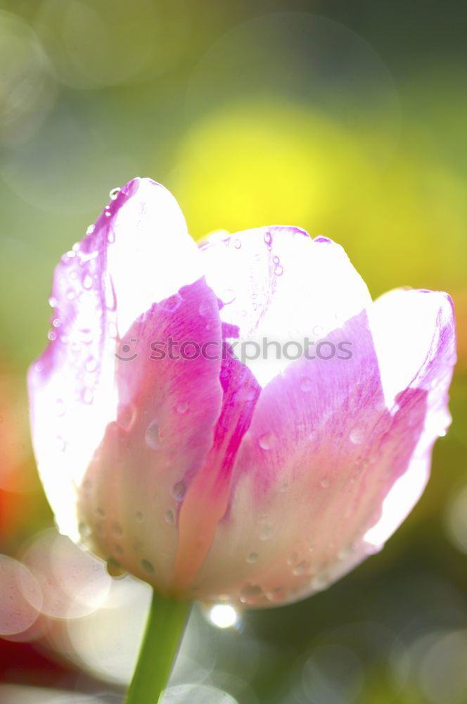 Similar – Image, Stock Photo rose garden Environment