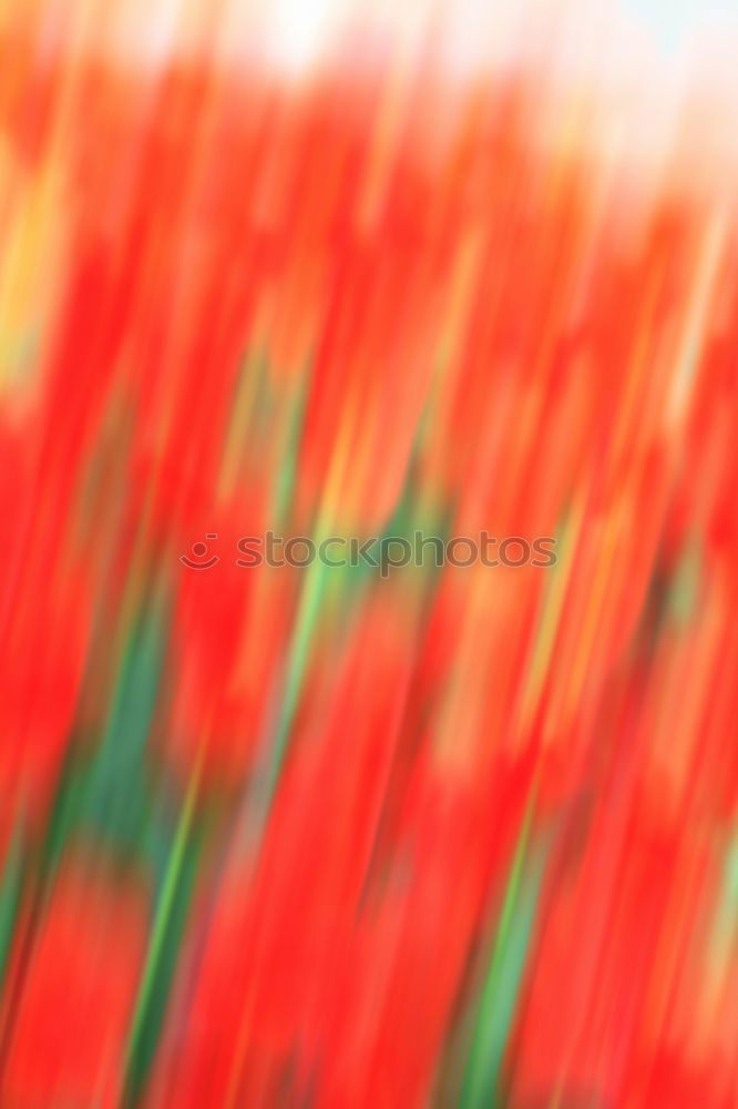 Similar – Image, Stock Photo Poppy gossip in spring