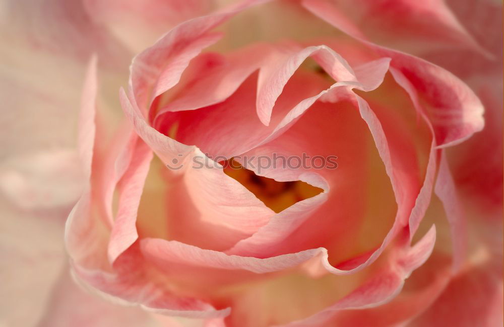 Similar – Image, Stock Photo rose blossom Plant Spring